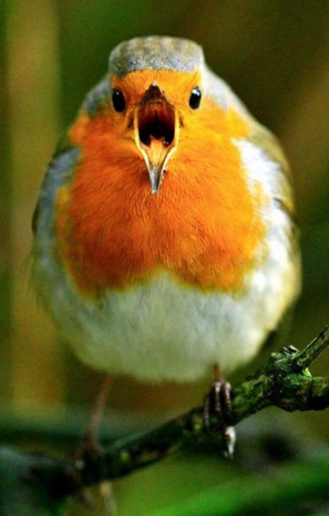 Vibrant Robin Wallpaper: Charming Bird Perched on a Branch