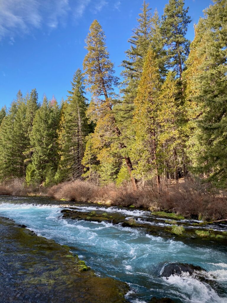 Vibrant forest wallpaper with tall evergreens and clear rushing river over smooth stones