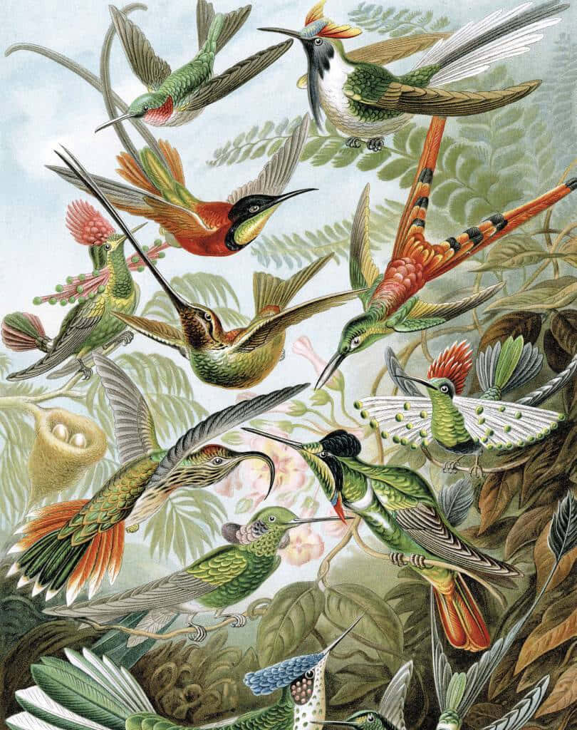Vibrant Tropical Birds in Flight Wallpaper - Colorful Nature Background
