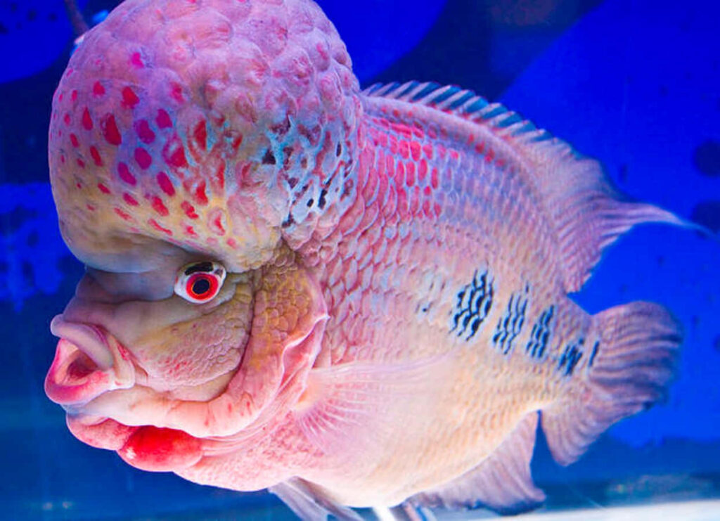 Vibrant Exotic Fish Wallpaper: Colorful Patterns & Deep Blue Background