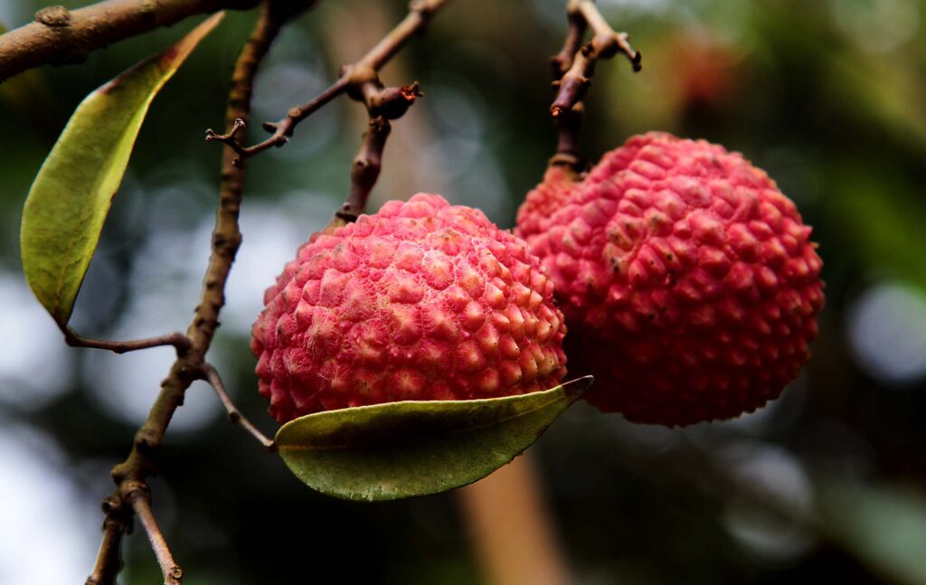 Vibrant Exotic Fruits Wallpaper Background with Intricate Textures