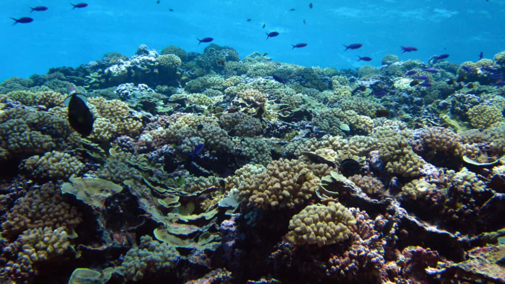 Vibrant Fagatele Bay Marine Sanctuary Wallpaper with Coral Reef