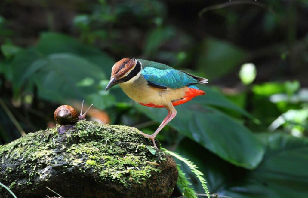Enchanting Fairy Pitta Bird in Lush Forest - Vibrant Nature Wallpaper