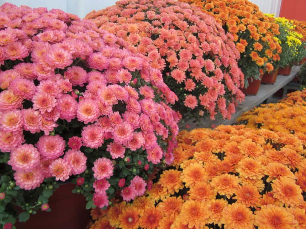 Vibrant Fall Flower Wallpaper: Pink, Orange & Yellow Garden Oasis