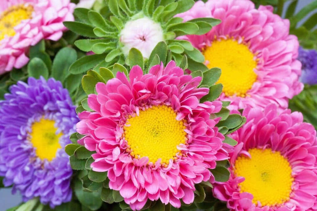 Vibrant Fall Flower Wallpaper: Pink & Purple Blossoms Background