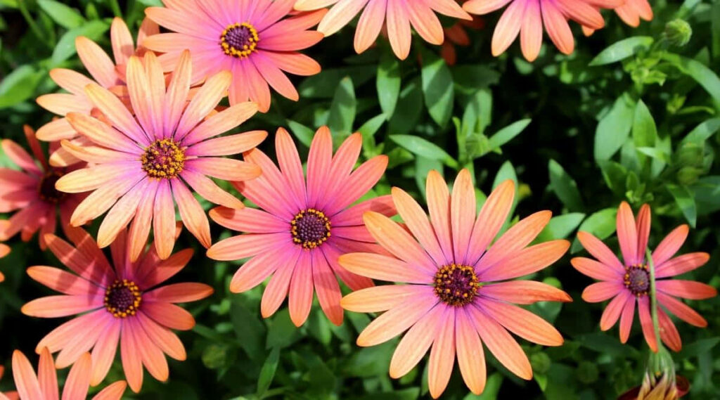 Vibrant Fall Flower Wallpaper: Whimsical Blooms in Bright Colors