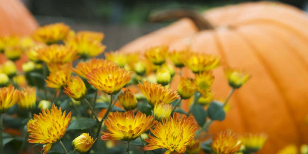 Vibrant Fall Flowers & Warm Pumpkins: Perfect Autumn Background Wallpaper