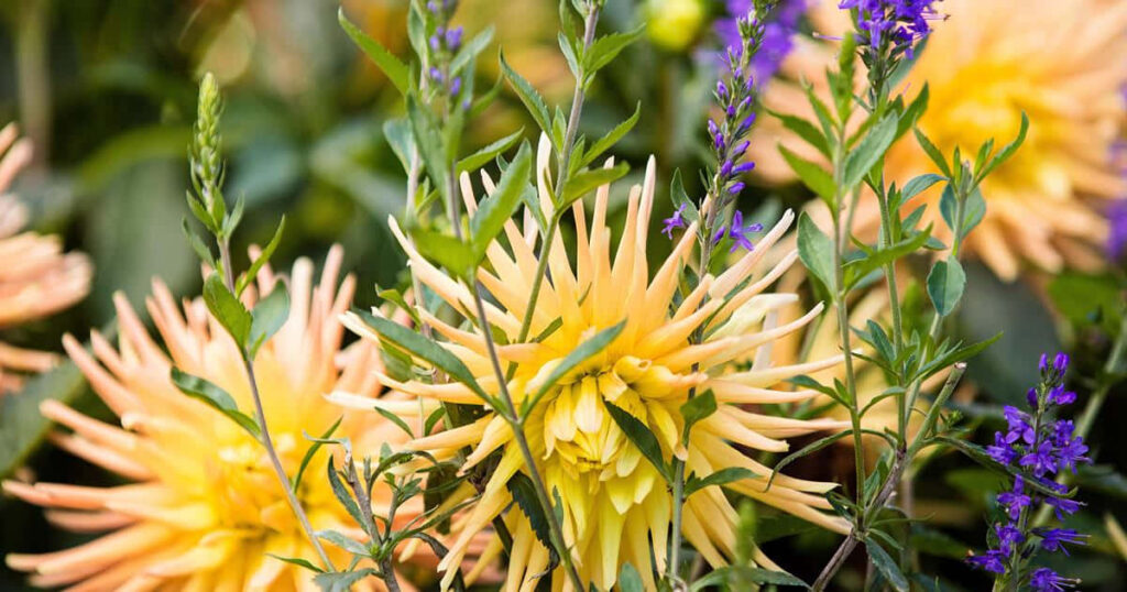 Vibrant Fall Flowers Wallpaper - Colorful Nature Background