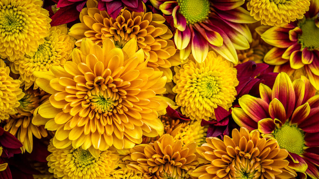 Vibrant Fall Flowers Wallpaper: Stunning Yellow & Red Blooms Background