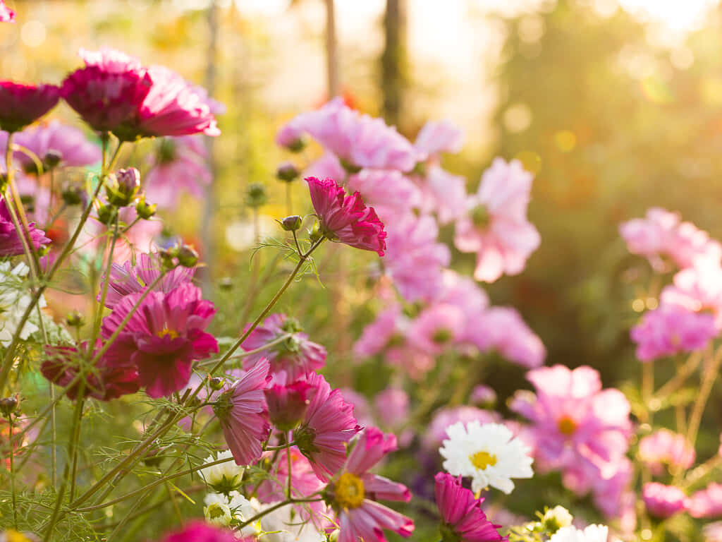 Vibrant Fall Flowers: Tranquil Rustic Garden Wallpaper Background