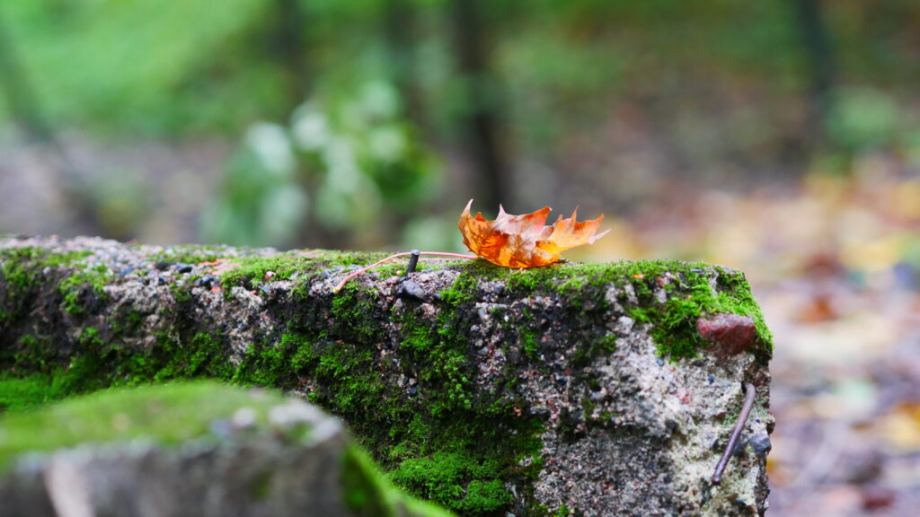 Vibrant Fallen Leaf on Mossy Stone - Stunning Macro Wallpaper