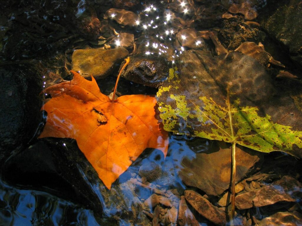 Vibrant Fallen Leaves on Wet Rocks: Serene Wallpaper Background