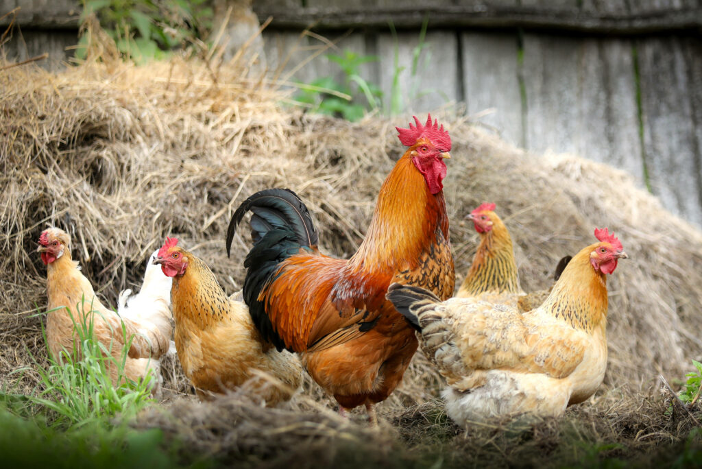 Vibrant Farm Life: Rooster & Hens Against Rustic Background Wallpaper