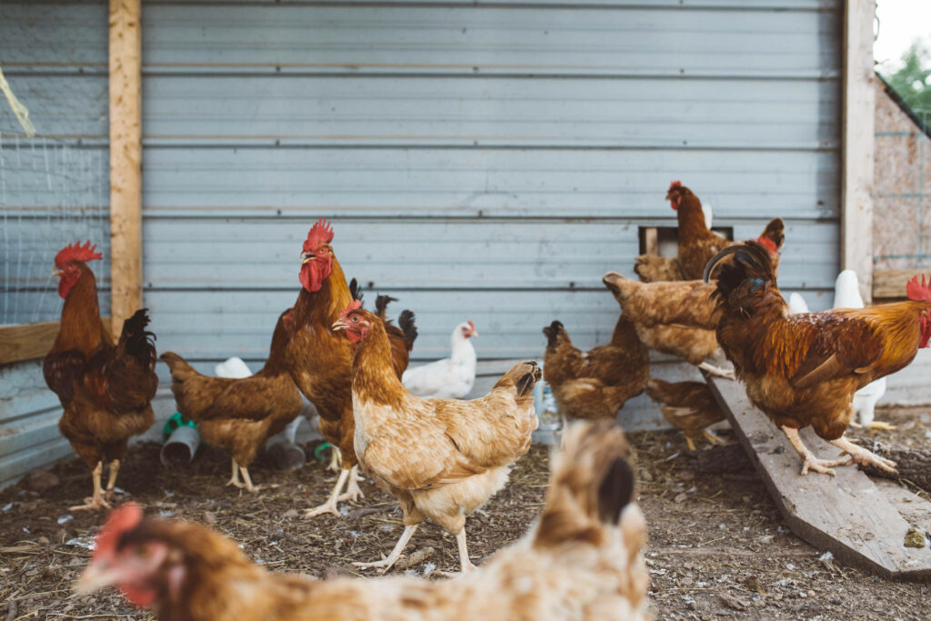 Colorful Farm Chickens in Rustic Barn: Vibrant Farm Life Wallpaper