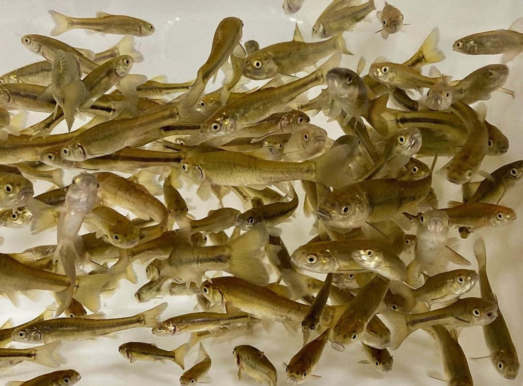 Dense school of metallic olive fathead minnows swimming in bright vibrant aquatic wallpaper background