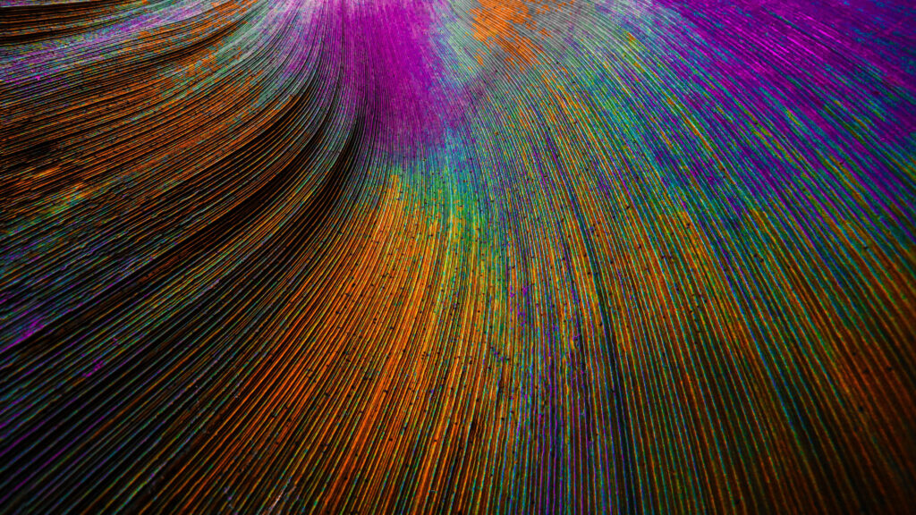 Vibrant Multicolored Feather Close-Up - 4D Ultra HD Background Image Wallpaper