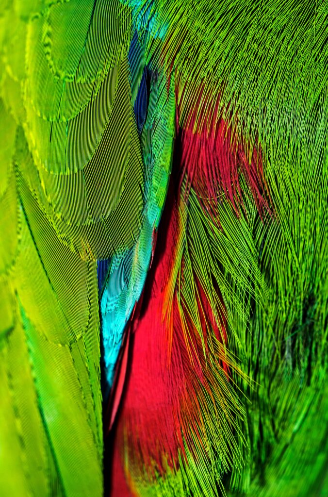 Vibrant Feather Wallpaper in Iridescent Green, Red, & Blue Hues