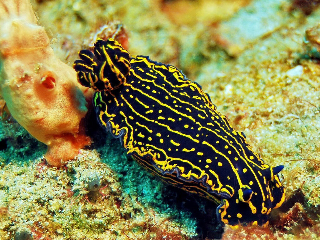 Vibrant Felimare Picta Sea Slug Wallpaper: Colorful Ocean Art