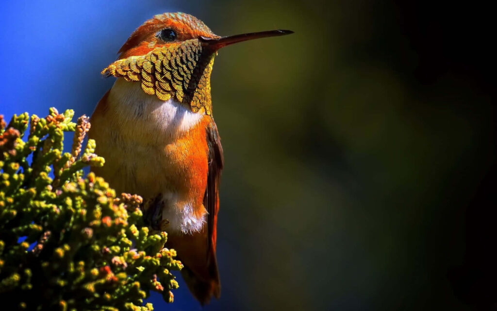 Vibrant Hummingbird Perched Gracefully Amidst Nature's Beauty Wallpaper