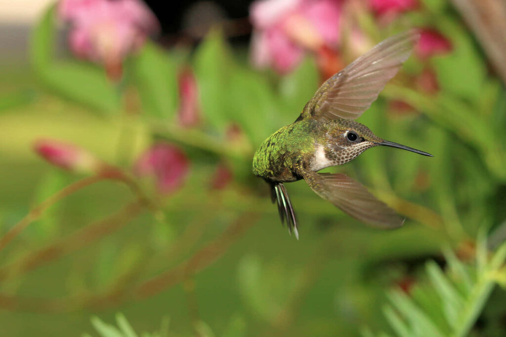 Vibrant Hummingbird in Flight Over Serene Floral Background Wallpaper