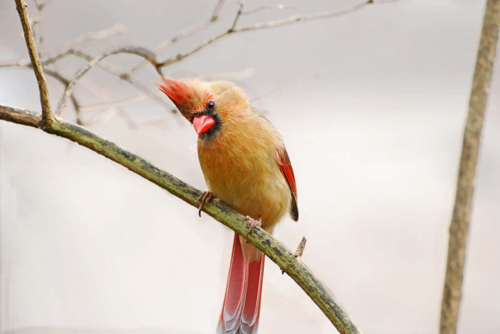 Female Northern Cardinal with red and golden feathers perched on delicate tree branch nature wallpaper