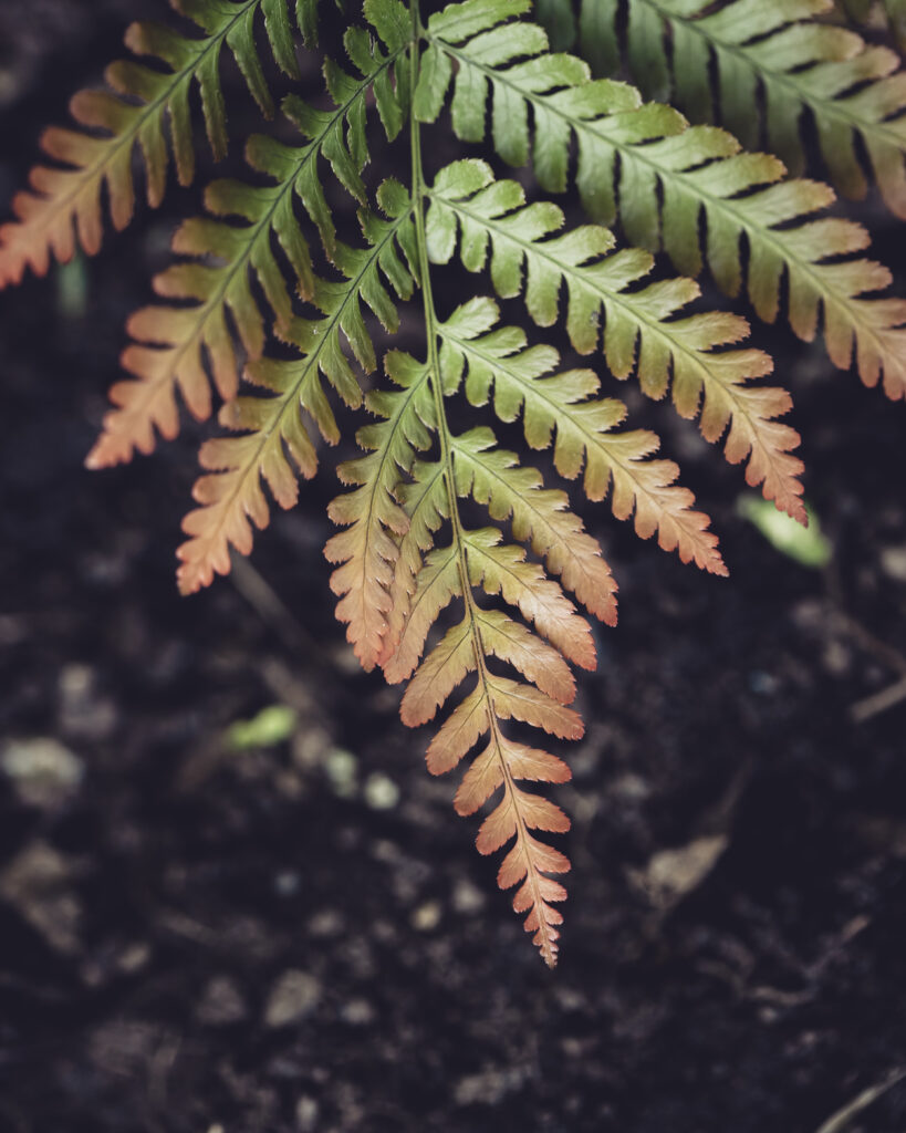 Vibrant Fern Leaf Macro: Intricate Details Wallpaper Background