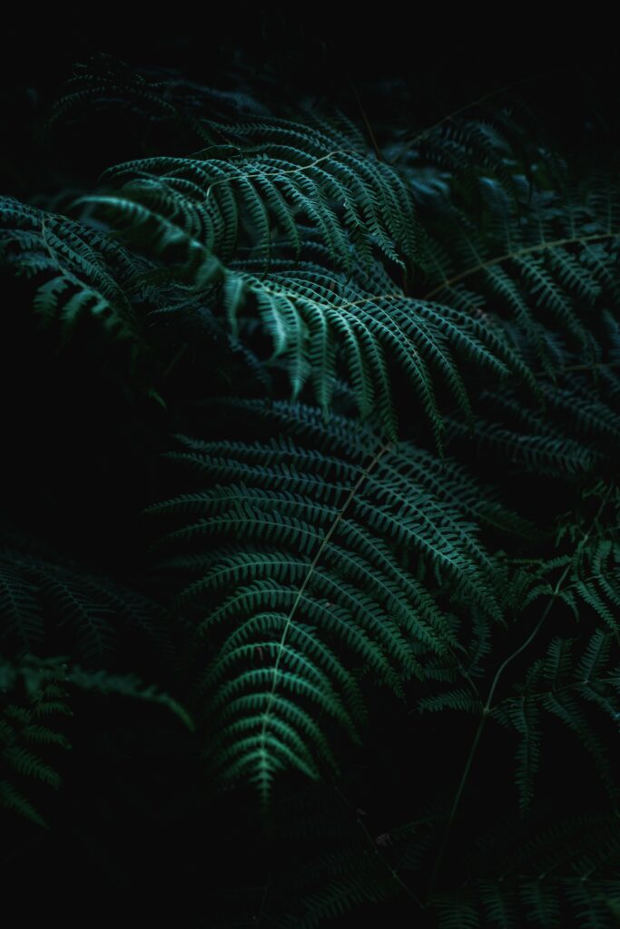 Vibrant Fern Leaves Macro Wallpaper: Intricate Patterns & Textures