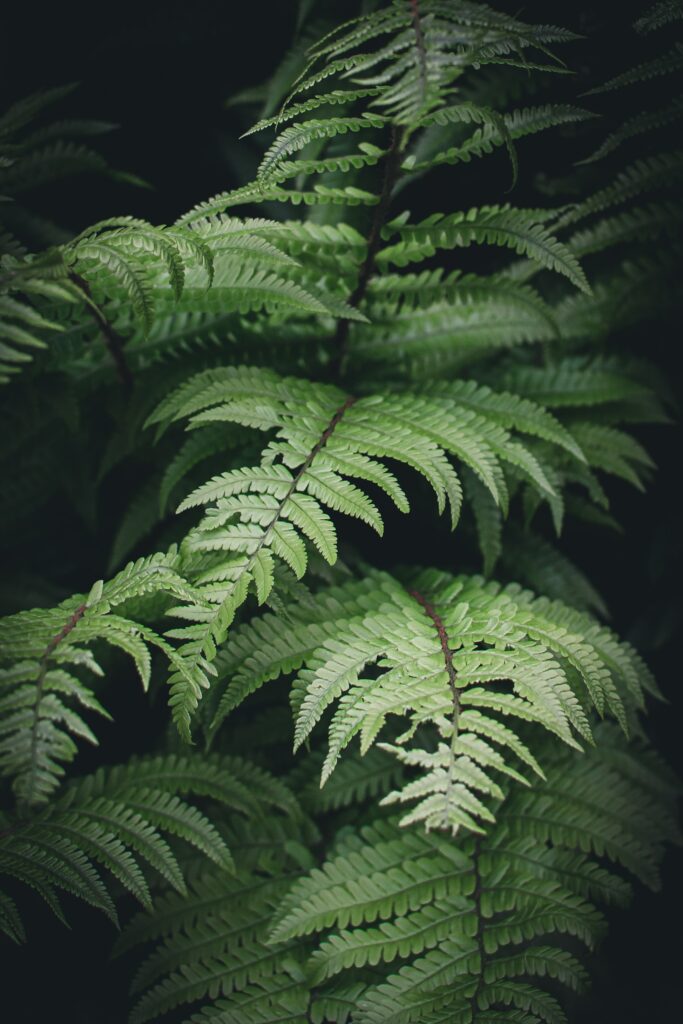 Intricate Fern Leaves Wallpaper: Lush Greenery Close-Up Background