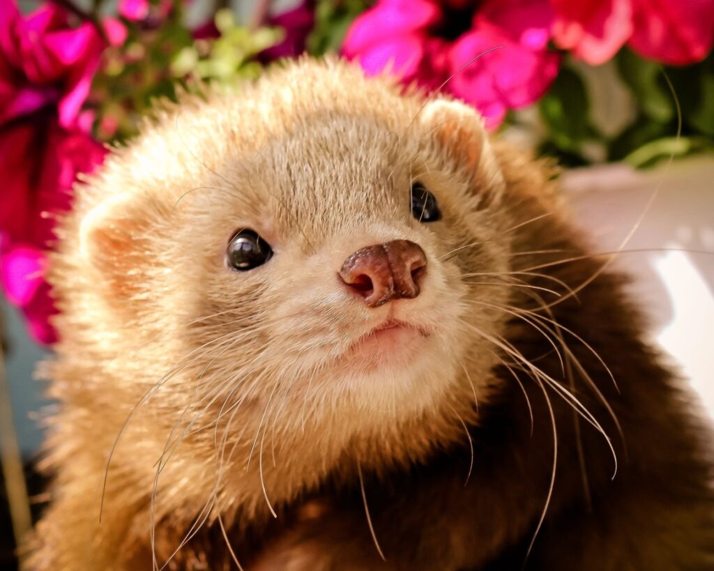 Close-Up Ferret Wallpaper: Expressive Face & Vibrant Pink Flowers