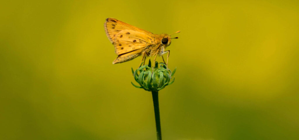 Fiery Skipper Butterfly on Flower - Vibrant Green Background Wallpaper