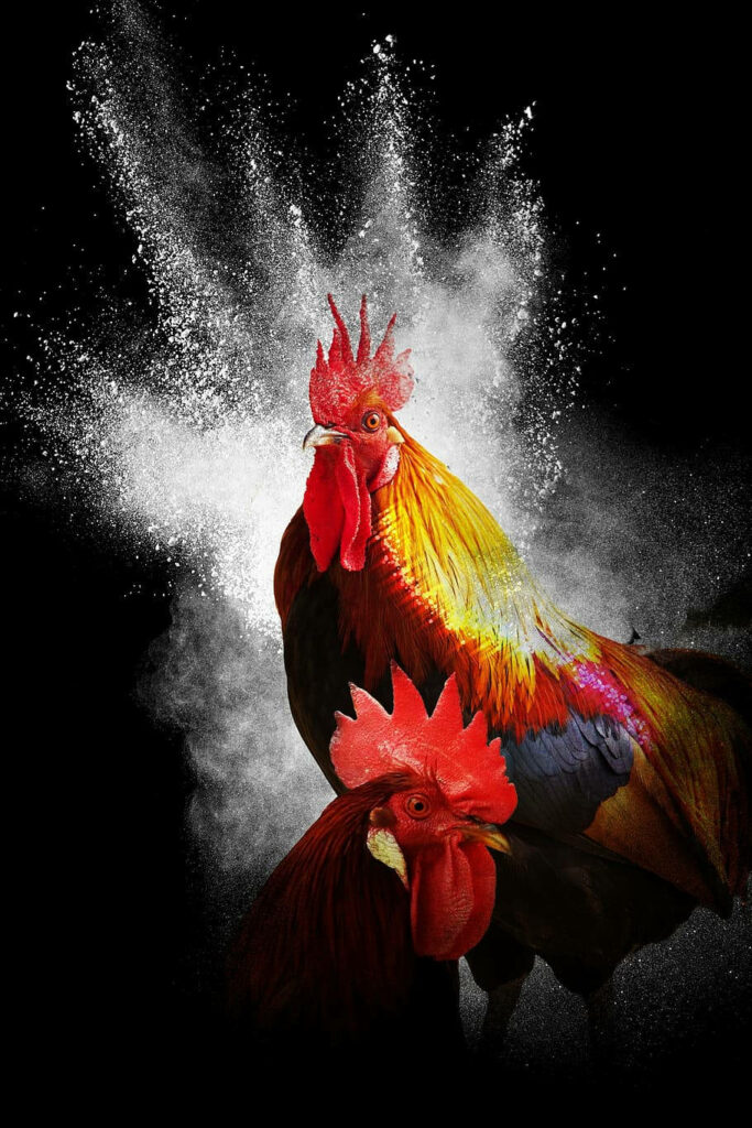 Vibrant Roosters Fighting with Explosive Smoke on Black Background Wallpaper