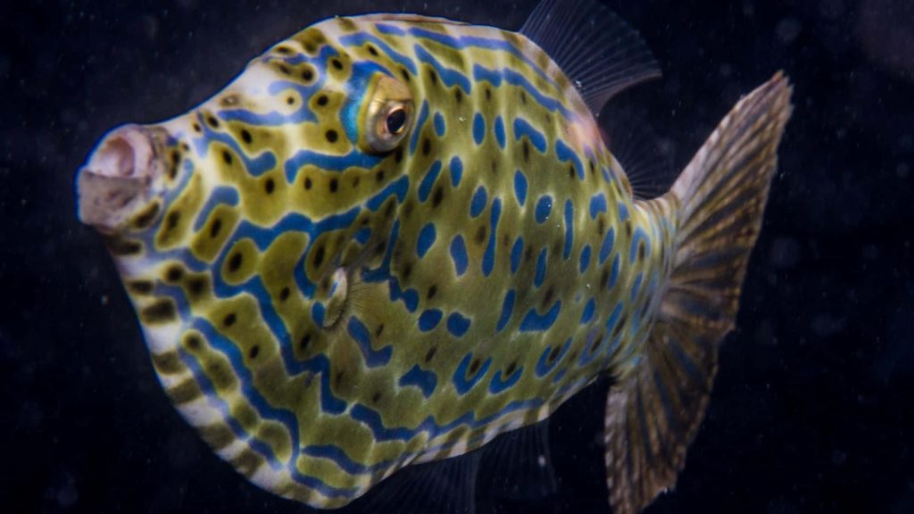 Filefish macro portrait vivid yellow olive body blue maze patterns dark background wallpaper