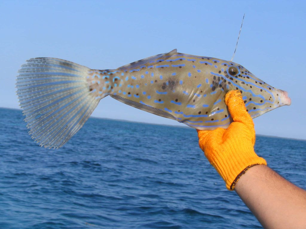 Hand in orange glove holding blue spotted Filefish with translucent tail in clear ocean reef Wallpaper