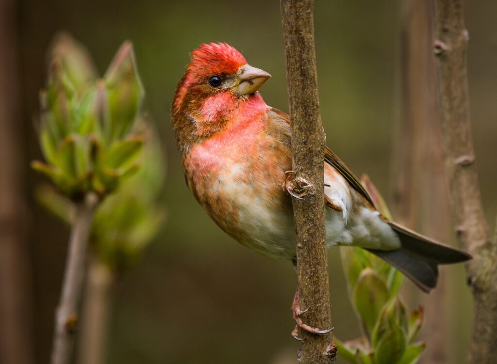 Vibrant Finch on Branch: Striking Red Plumage in Natural Background Wallpaper