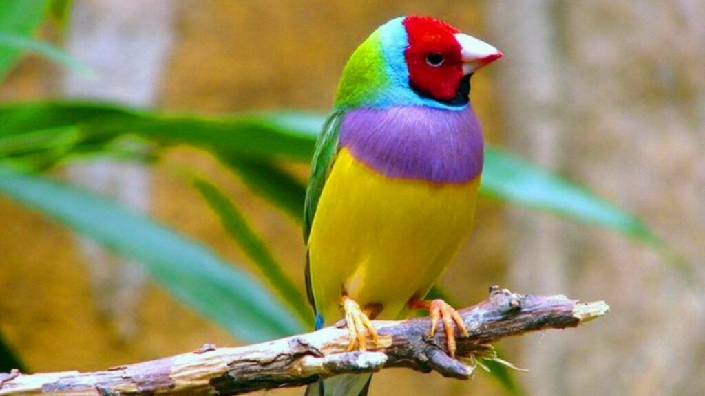 Vibrant Finch Wallpaper: Colorful Bird on Branch in Nature