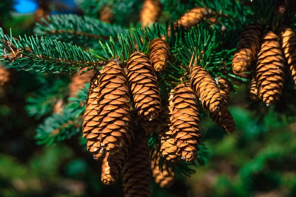 Close-up of fir tree branches with brown pine cones and vibrant green needles in nature wallpaper