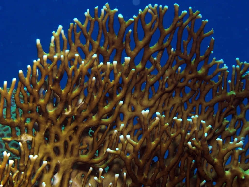 High-resolution underwater wallpaper of vibrant golden brown Fire Coral with white tips on blue ocean background