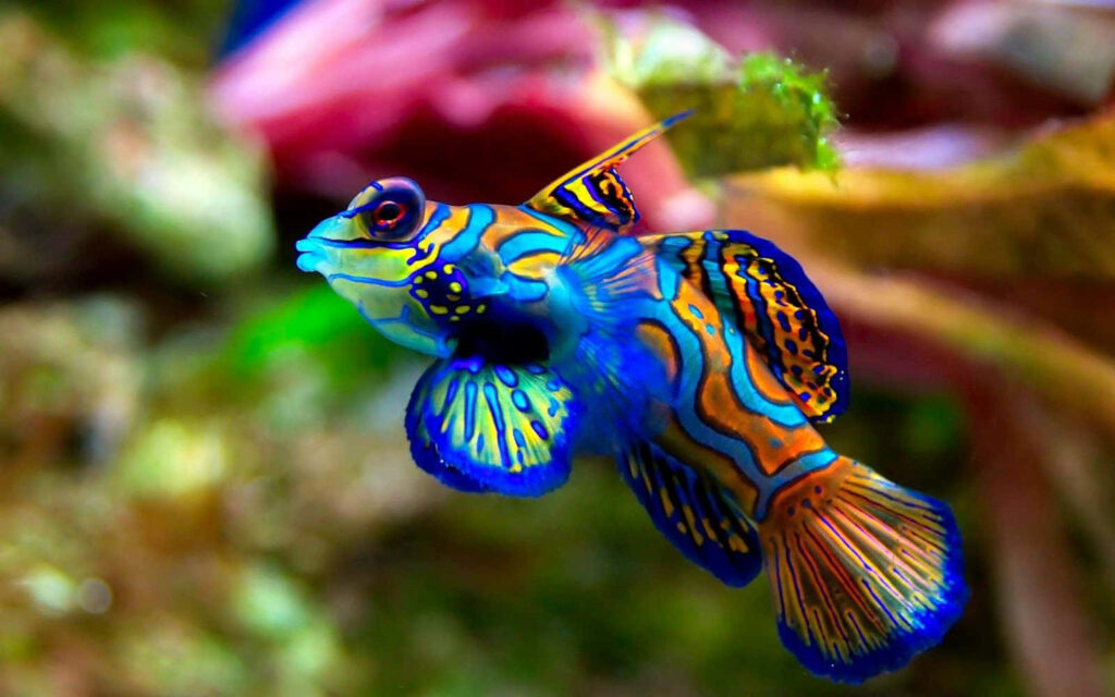 Vibrant Fish Aquarium Wallpaper: Lush Aquatic Serenity Background