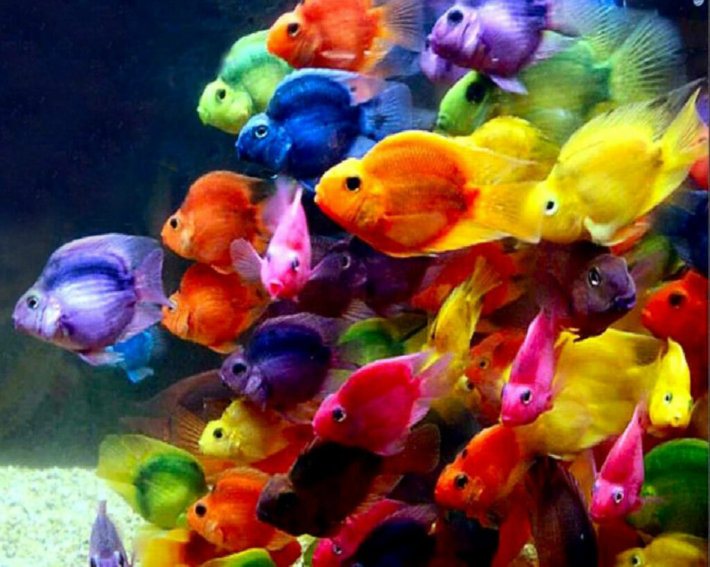 Vibrant Colorful Fish Wallpaper Background for a Lively Aquatic Theme