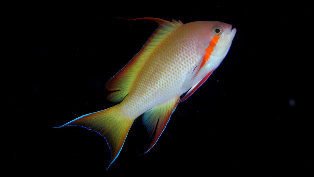 Vibrant Fish Wallpaper: Colorful Fins on Dark Background