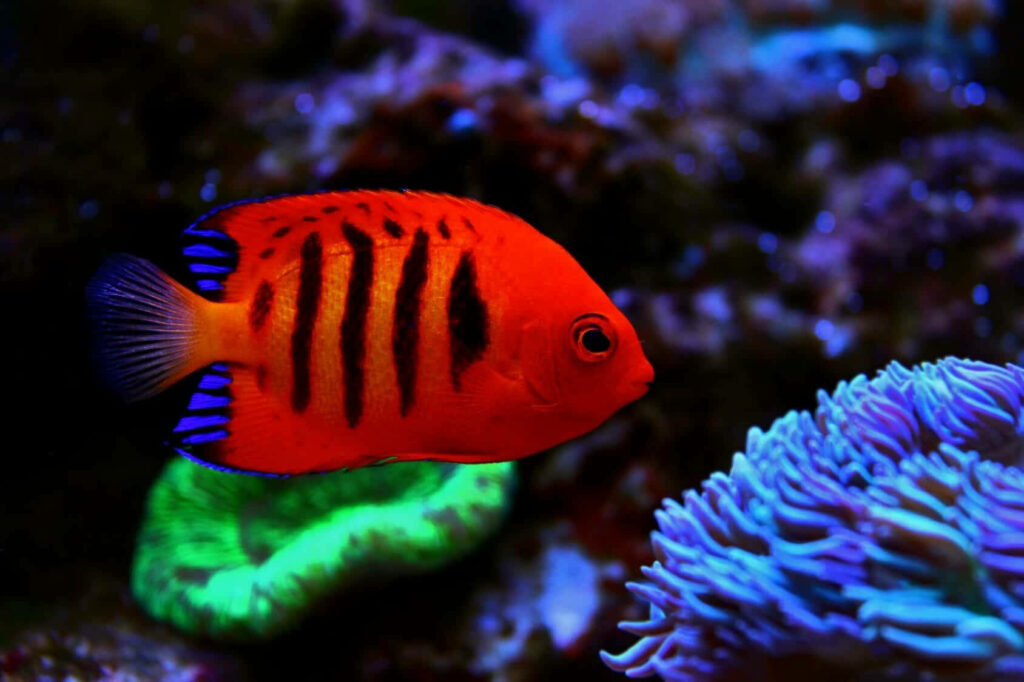 Vibrant Underwater Wallpaper: Striking Dark Orange Fish & Coral