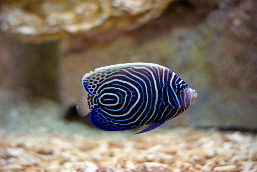 Vibrant Fish Wallpaper: Mesmerizing Patterns in Aquatic Bliss