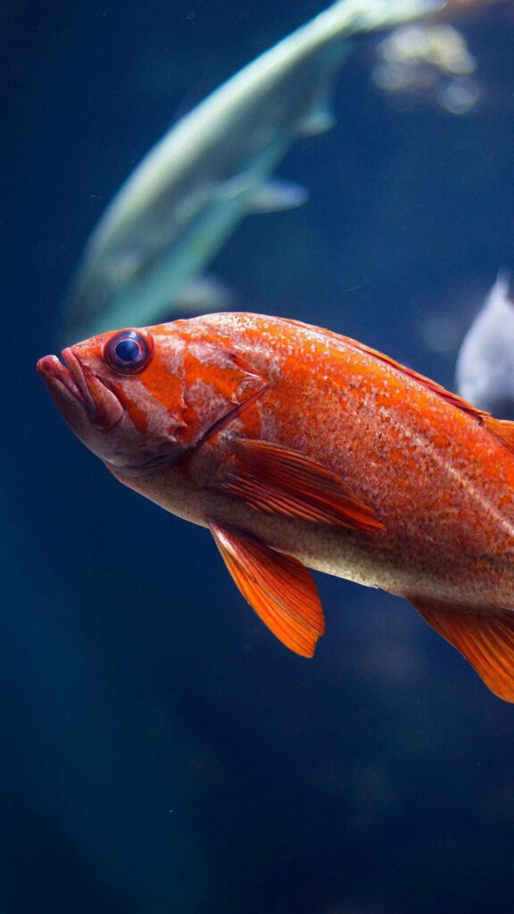 Vibrant iPhone Wallpaper: Colorful Fish in Deep Blue Aquatic Scene