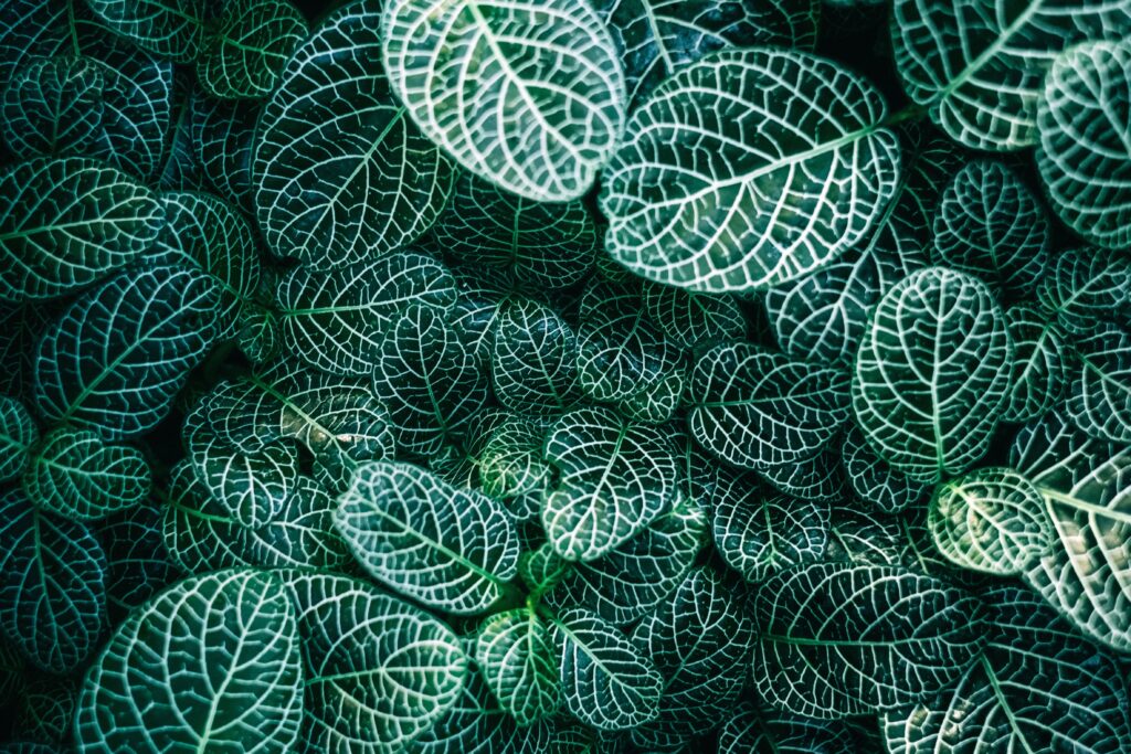 Vibrant Fittonia Wallpaper: Intricate Green Leaf Macro Patterns
