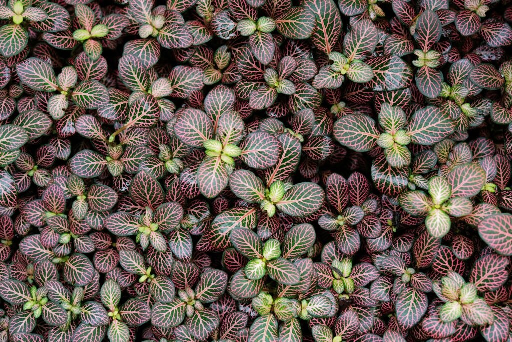 Vibrant Fittonia Macro Wallpaper: Intricate Green & Red Veins Background