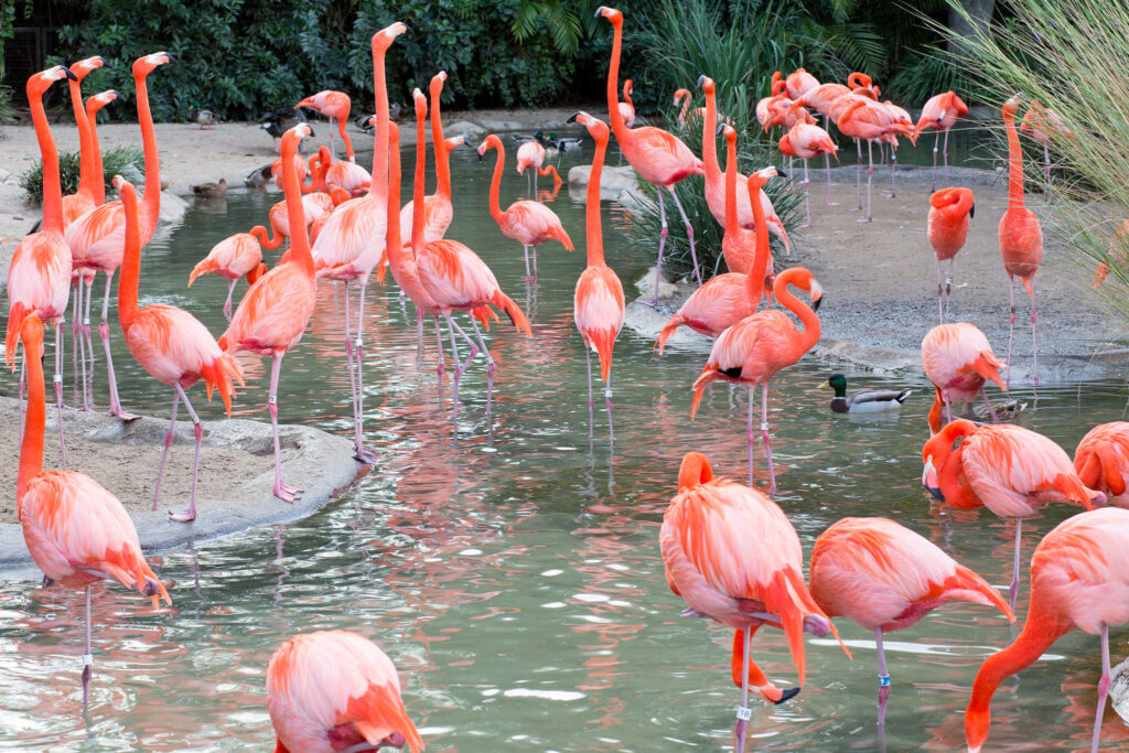 Pretty in Pink: San Diego Zoo's Flamingo Flock Wallpaper