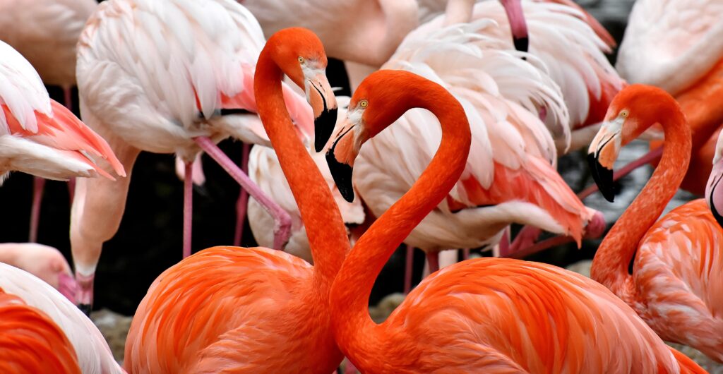 Vibrant Flamingos Background: Colorful Orange & Pink Feathers Display Wallpaper