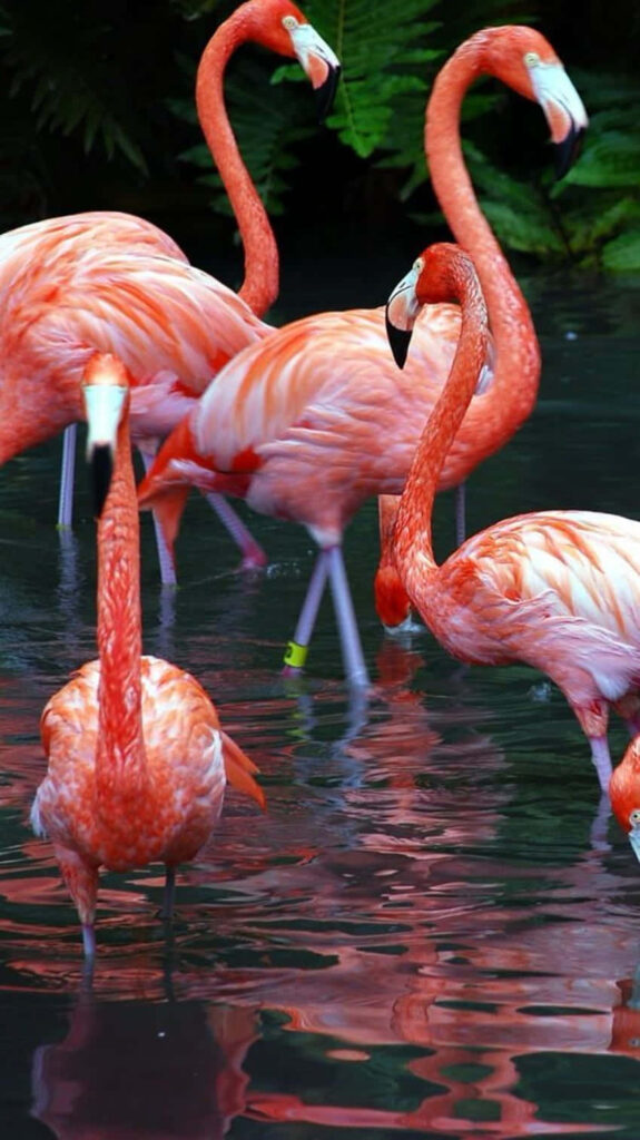 Vibrant Flamingo Wallpaper: Colorful Plumage & Sunlit Reflections