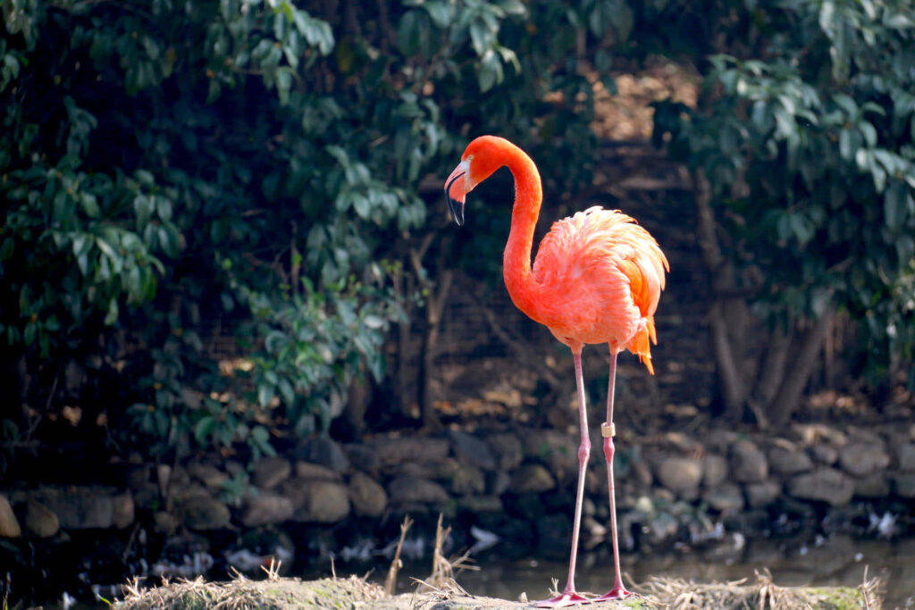 Vibrant Flamingo Wallpaper: Serene Nature & Lush Greenery