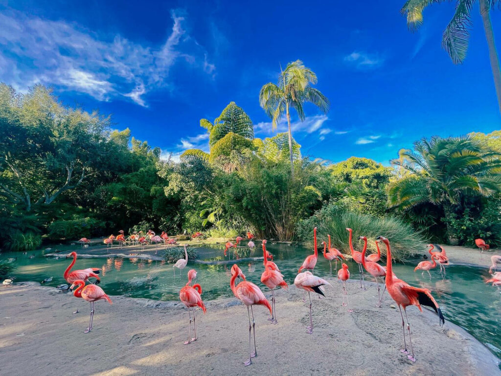 Flamingos by Serene Pond: Lush Greenery Wallpaper Background